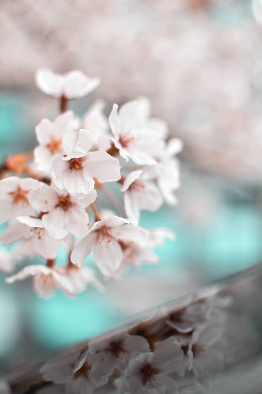 White Petaled Flowers, beautiful, bloom, blooming, blossom, blur HD wallpaper