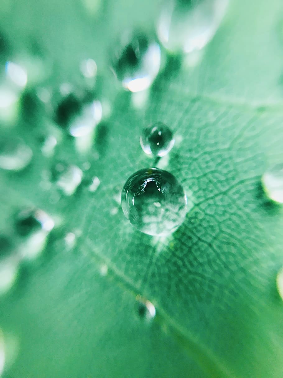macro, leaf, water, droplet, green, green color, selective focus HD wallpaper