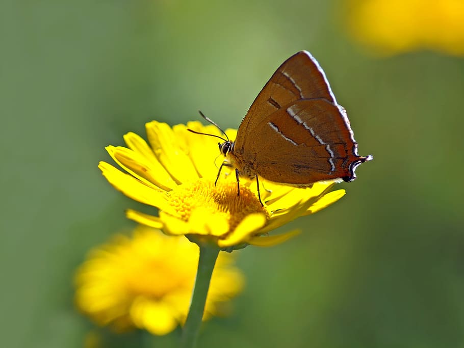 flower, nature, fresh, freshness, insect, butterfly, flowering plant HD wallpaper