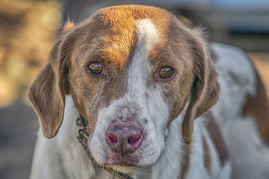 dog, hunting, animals, pets, tamed, portrait, snout, attention HD wallpaper