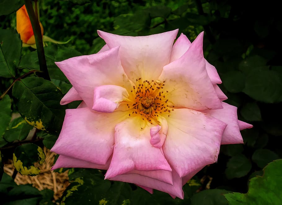 flower, pink, flora, nature, flowering plant, beauty in nature HD wallpaper