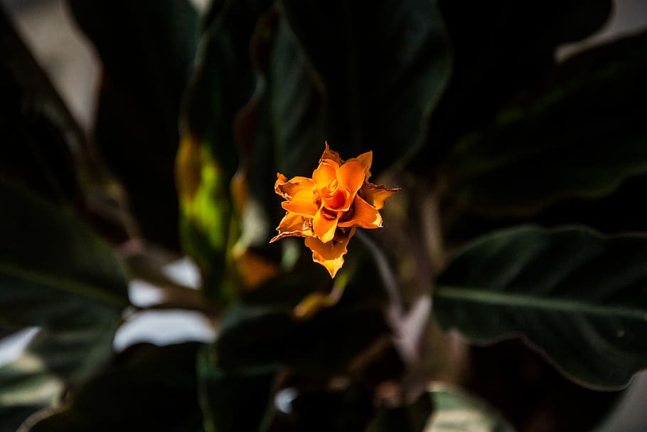 nature, flower, flora, bloom, spring, warm, yellow, orange HD wallpaper