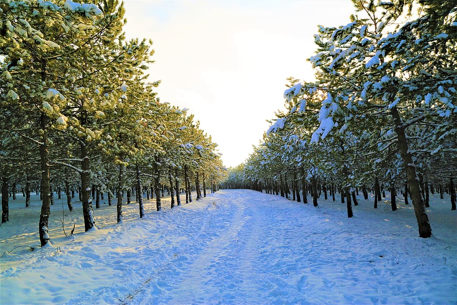 snow, winter, cold, white, nature, forest, ice, trees, snowy HD wallpaper