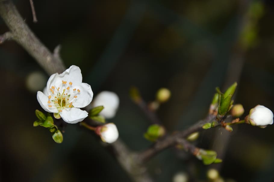flower, white, tree, shrub, branch, leaf, bud, spring, season HD wallpaper
