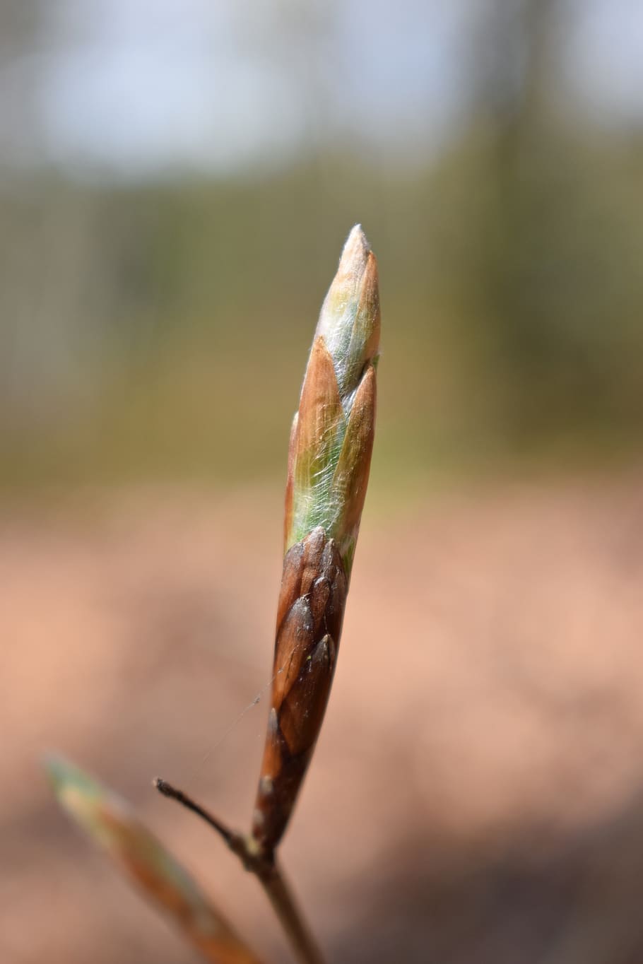 spring, bud, beech, tree, nature, close up, close-up, focus on foreground HD wallpaper