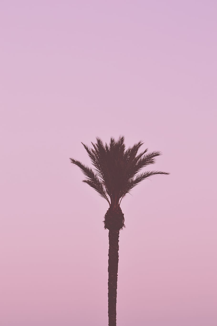 coconut tree isolated with pink background, palm, nature, plant HD wallpaper