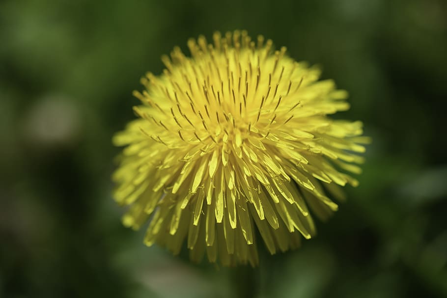 spring, dandelion, blossom, bloom, meadow, plant, pointed flower HD wallpaper