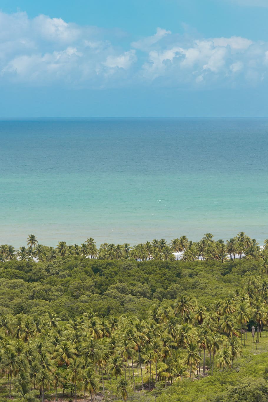 Aerial View of Green Trees Near Beach, clouds, coconut trees HD wallpaper