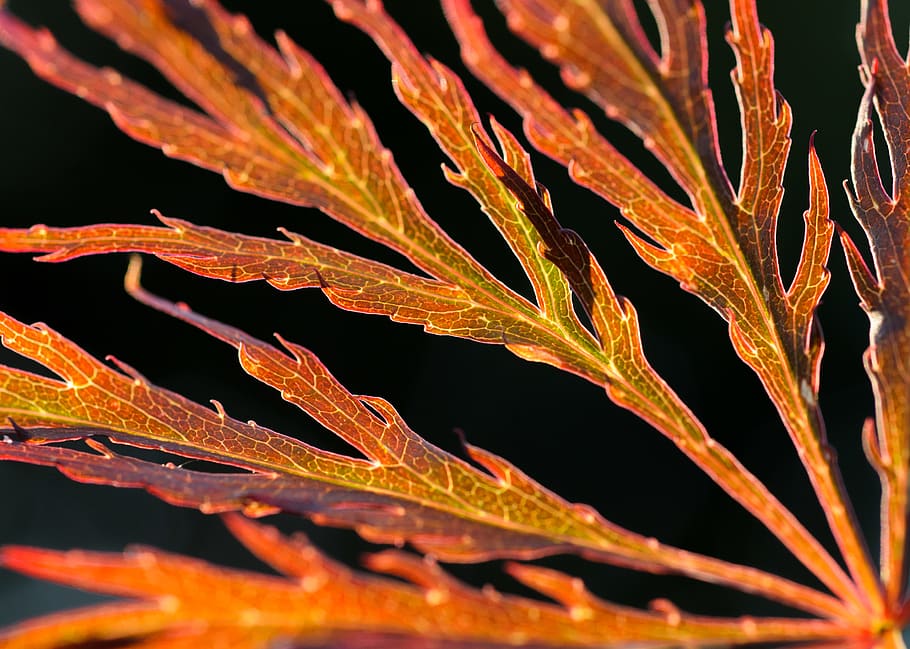 leaf, leaves, foliage, delicate, red, green, autumn, fall, season HD wallpaper