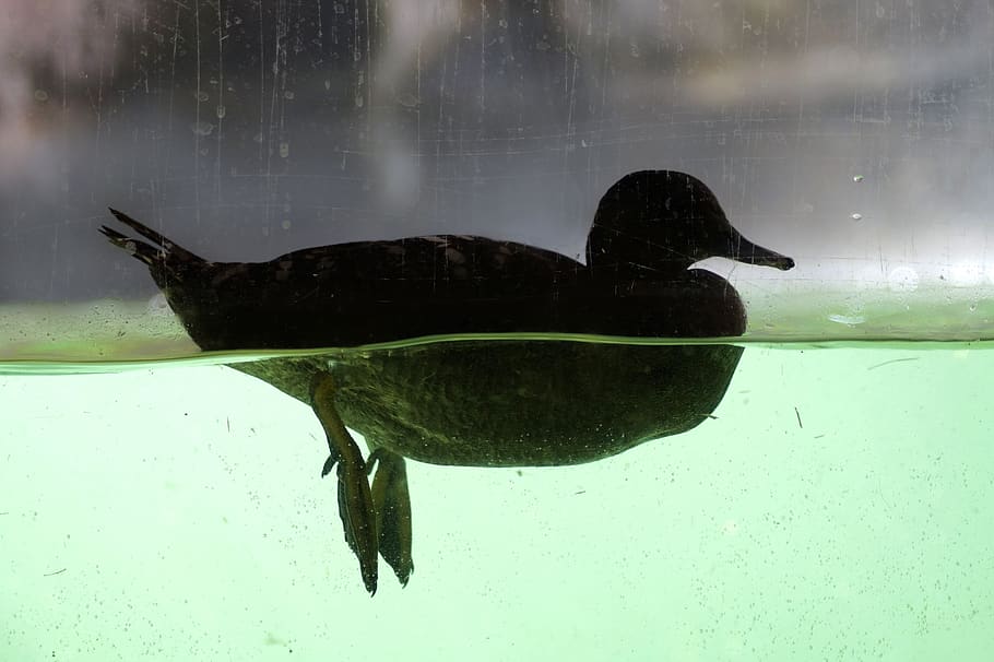 duck, mallard, underwater, legs, water bird, duck bird, bill HD wallpaper