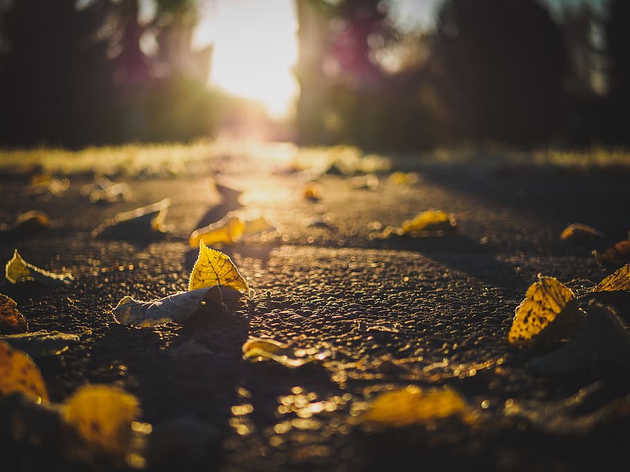 withered leaves, leaf, plant part, autumn, sunlight, nature, selective focus HD wallpaper