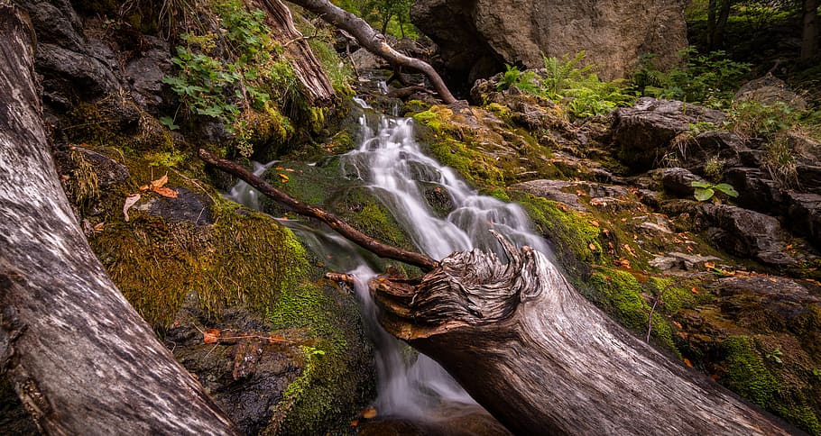 Forest With Flowing River Surrounded With Grasses, landscape HD wallpaper