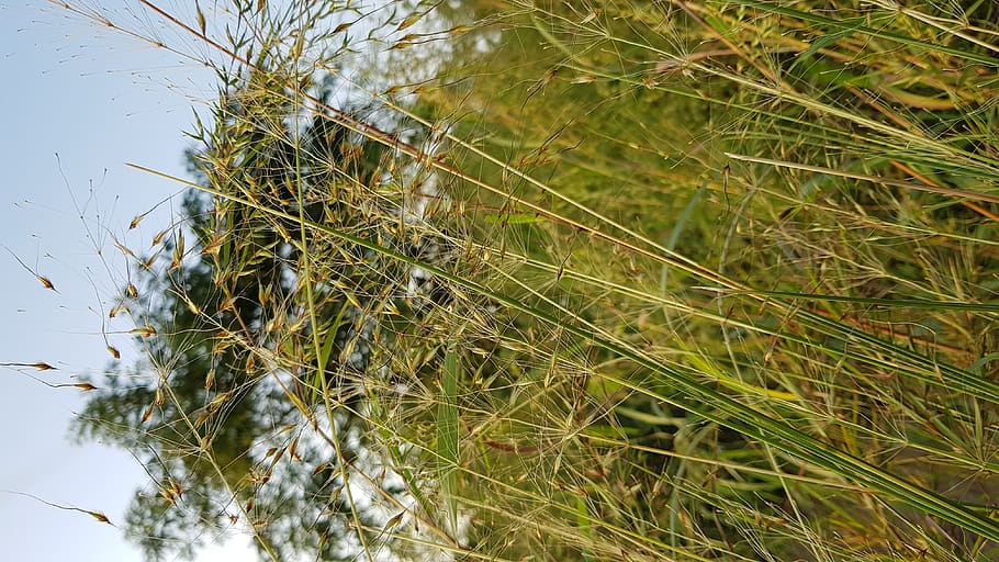 plant, growth, nature, green color, day, tree, no people, grass HD wallpaper