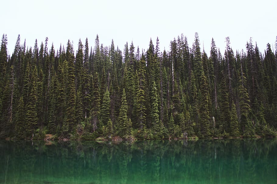 green pine trees beside body of water, canada, flora, spruce, HD wallpaper