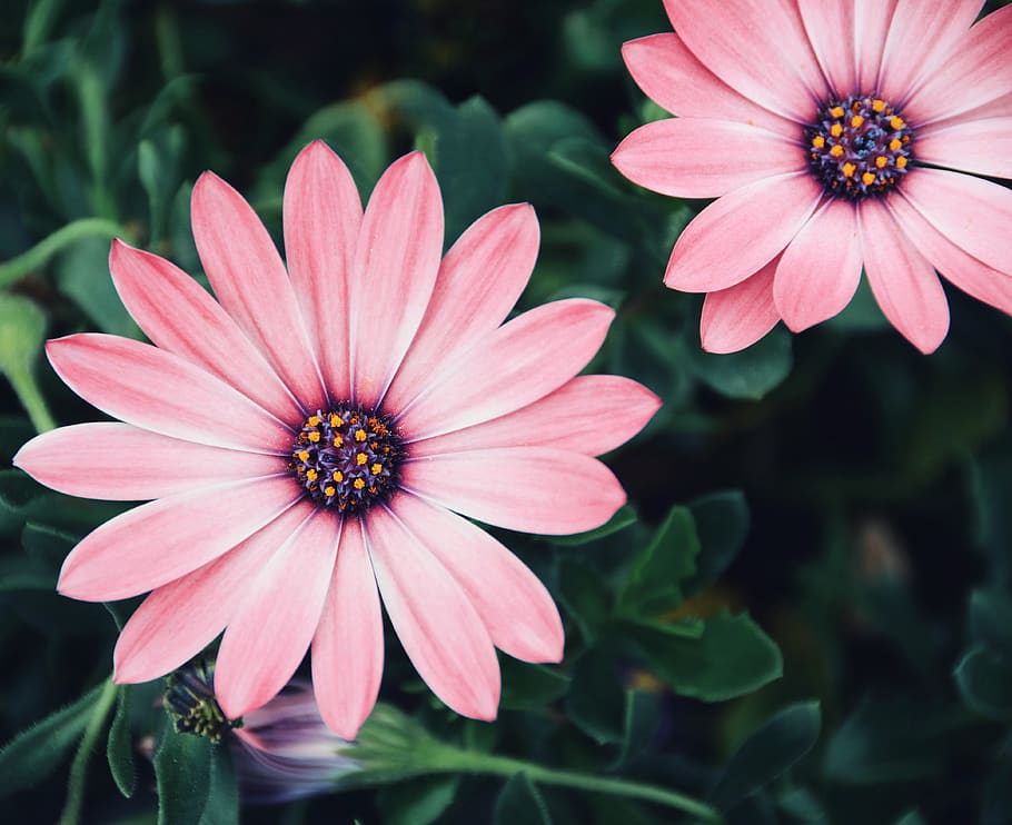 flower, flowering plant, petal, flower head, growth, inflorescence HD wallpaper