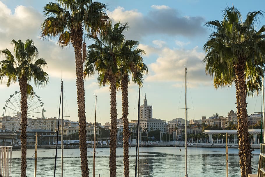 palms, port, waves, sea, malaga, street, architecture, nature HD wallpaper