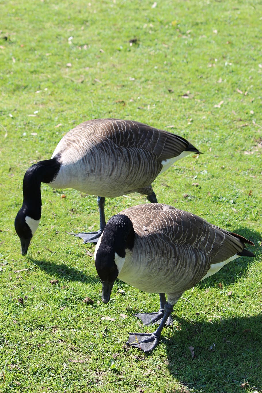 goose, duck, flying duck, waters, pond, meadow, animal, bird HD wallpaper