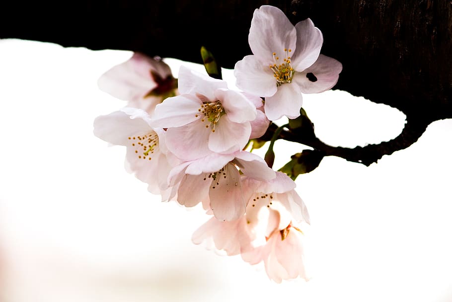 white-petaled flowers, flowering plant, fragility, beauty in nature HD wallpaper