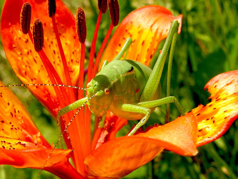 Green Grasshopper on Red 5 Petaled Flower, bloom, blossom, close-up HD wallpaper