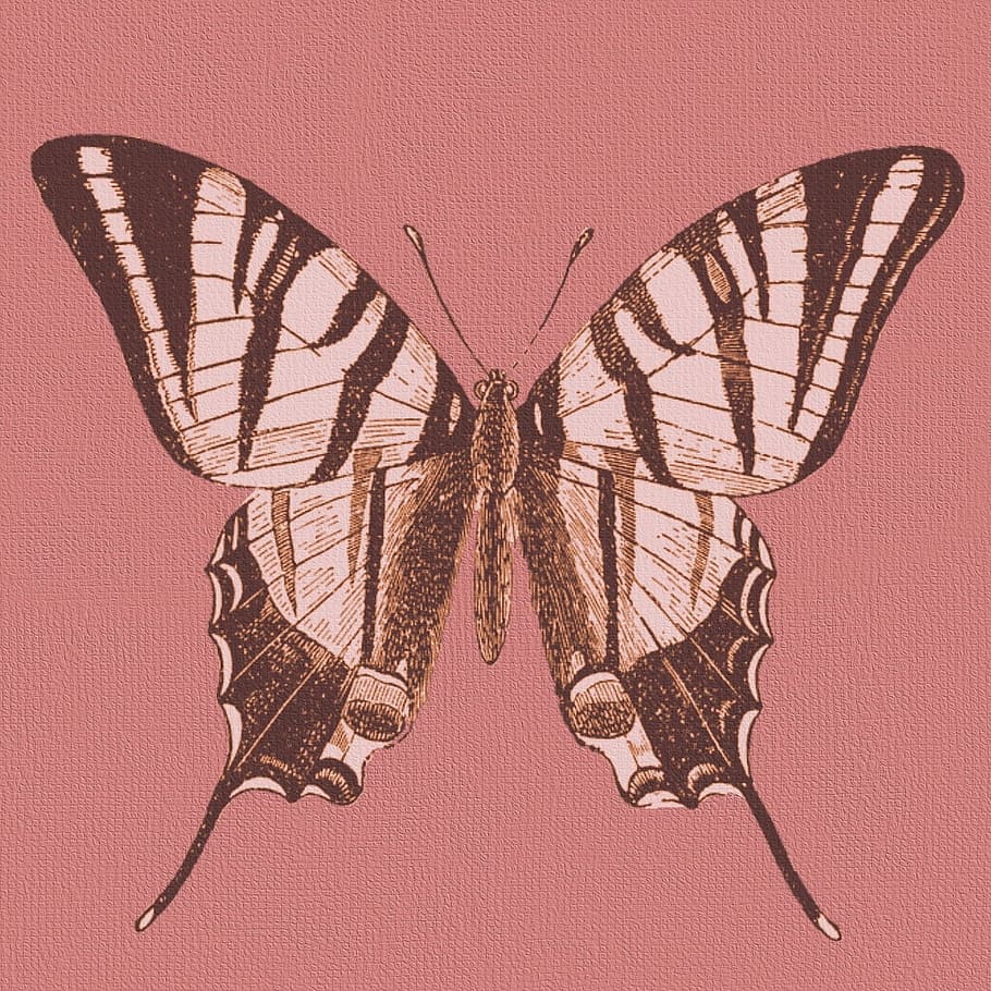 wild, fly, butterfly, insect, animal, graphic, animal wing HD wallpaper