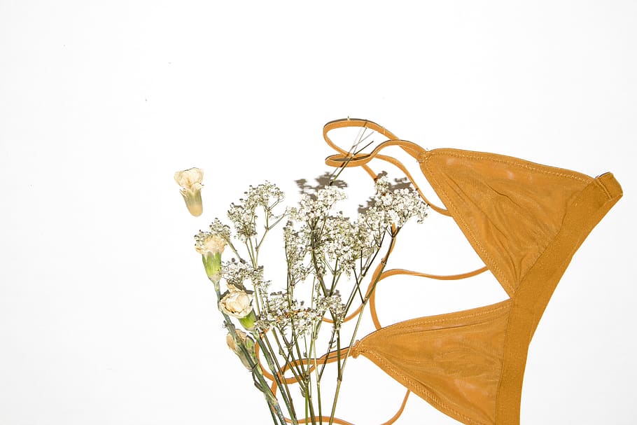 plant, white background, studio shot, indoors, nature, growth HD wallpaper