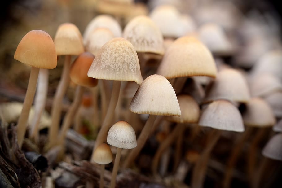 mushrooms, autumn, nature, toxic, mini mushroom, macro, plant, HD wallpaper