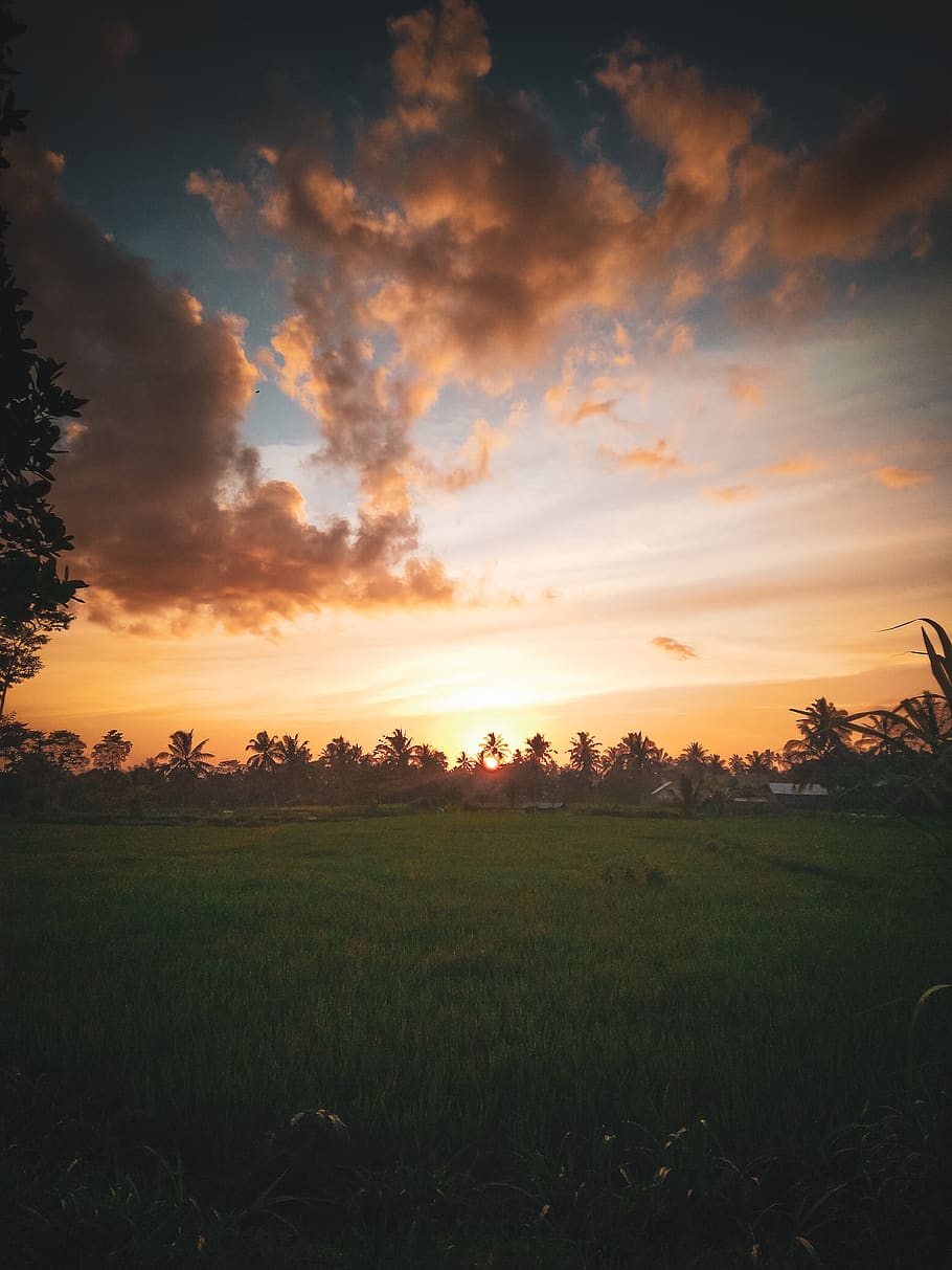 Green Grass Field, backlit, clouds, dark, dawn, evening, landscape HD wallpaper