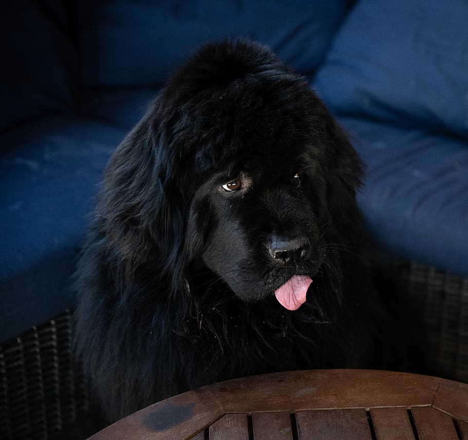 black St. Bernard dog, animal, pet, mammal, canine, furniture, HD wallpaper