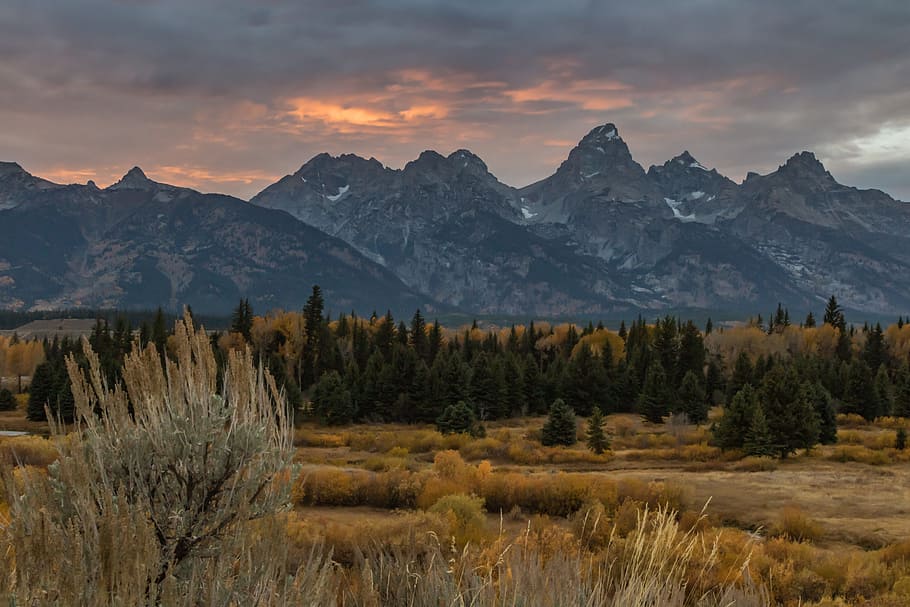 mountains and trees, forest, woodland, landscape, sunset, sunrise HD wallpaper