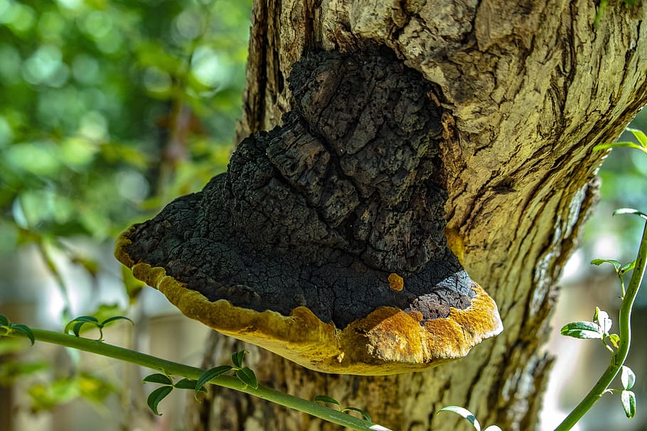 unusual, bracket fungi, yellow, rust, dark brown, tree, natural HD wallpaper