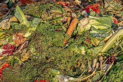 compost, garbage, biological, waste, fruit, vegetables, recipes with leftovers HD wallpaper