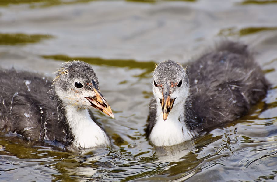 coot, duck, chicks, water bird, young animal, bill, feather HD wallpaper