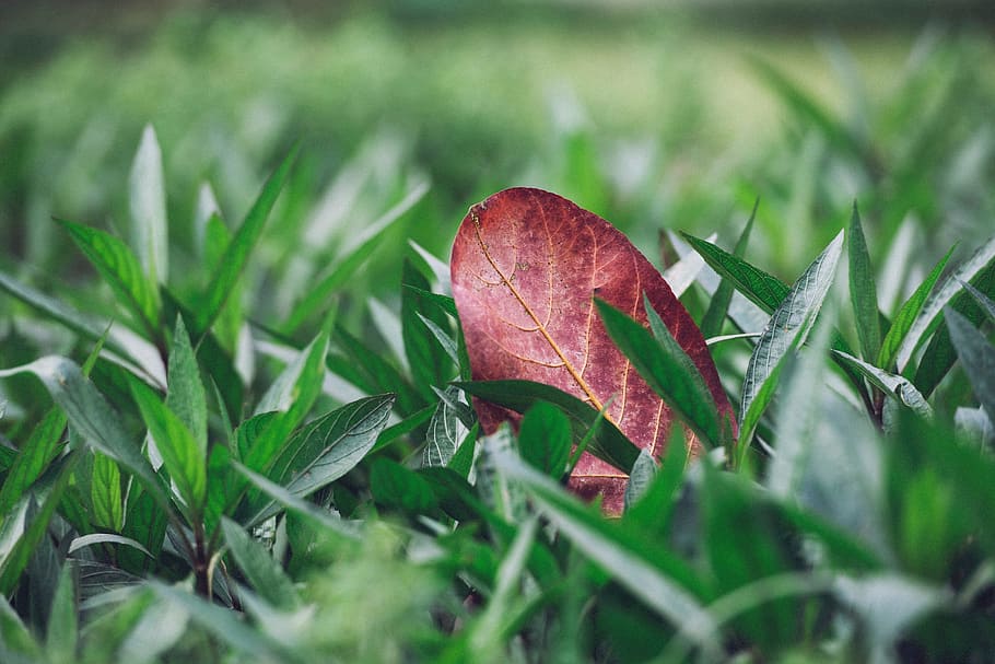 nature, green, plants, grass, fallen, leaf, leaves, veins, plant part HD wallpaper