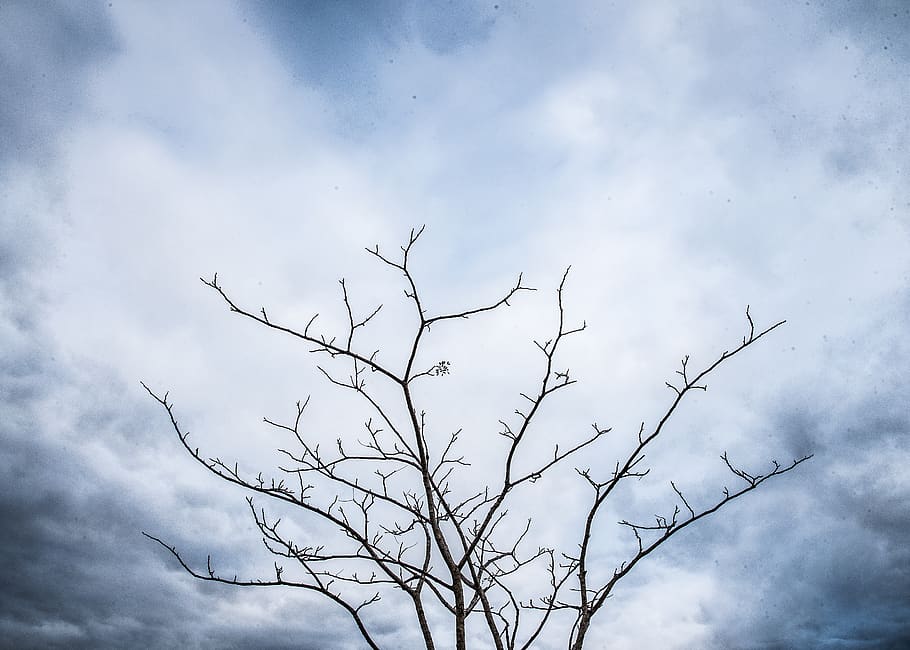 tree, sky, plant, nature, silhouette, cloud, outdoors, night HD wallpaper