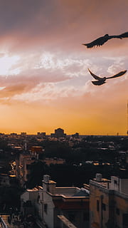 animal, eagle, flying, ahmedabad, thaltej, outdoors, submit HD wallpaper