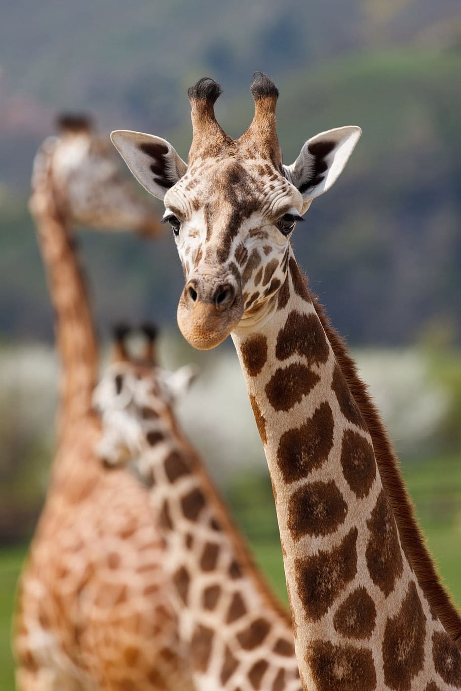 Close Up Photo of Giraffe during Day Time, animals, close-up HD wallpaper