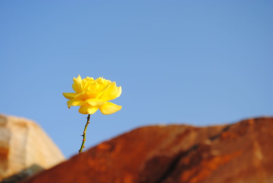 nature, plant, sky, prairie, sunlight, leaf, flower, yellow HD wallpaper