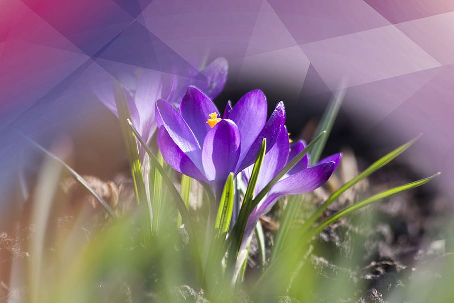 crocus, violet, polygonal, nature, flower, plant, freshness HD wallpaper