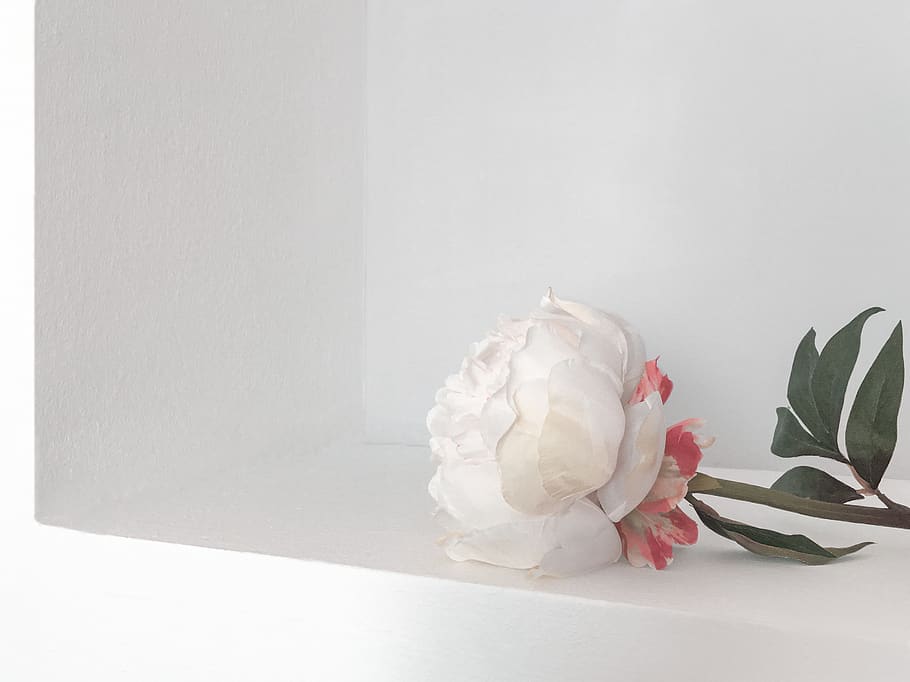 white flower on white surface, apparel, clothing, plant, blossom HD wallpaper