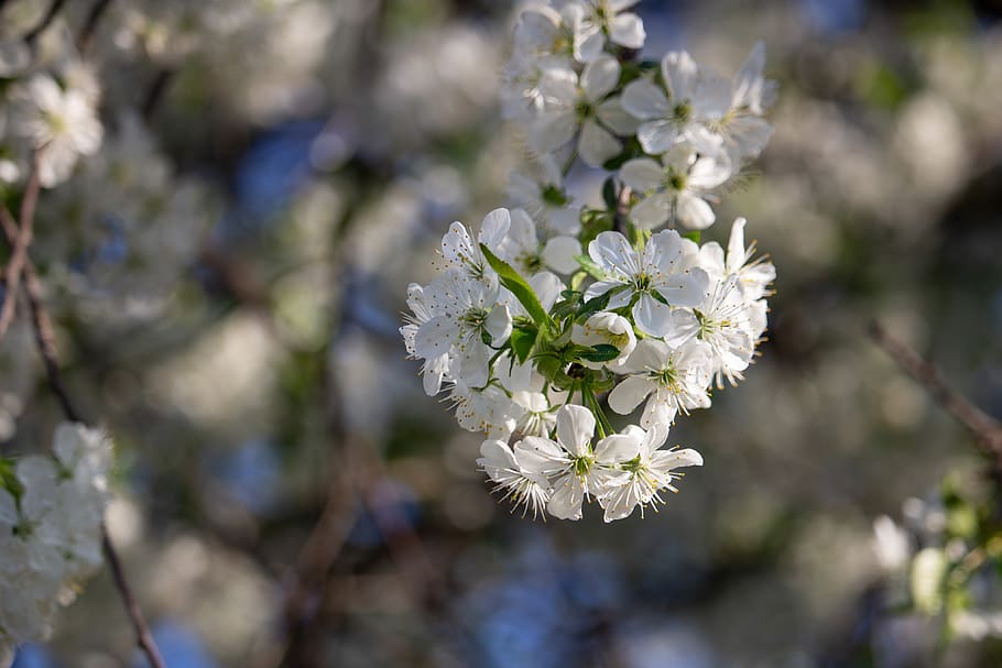fruit tree, plum, flowering, spring, branch, nature, white flowers HD wallpaper