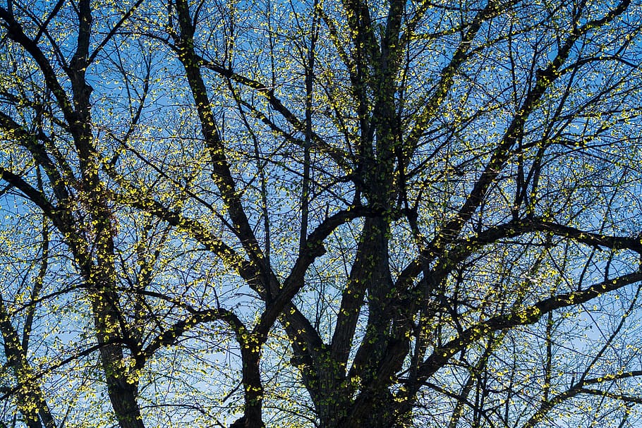 forest, spring, green, trunk, flowers, tree, sky, blue, plant HD wallpaper