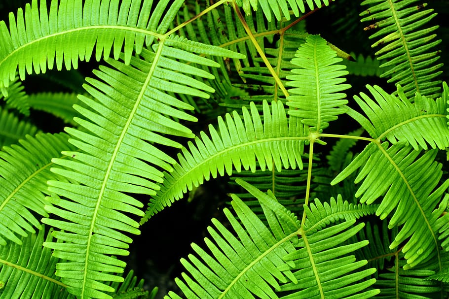 united states, waimanalo, plant, plants, texture, fern, ferns, HD wallpaper