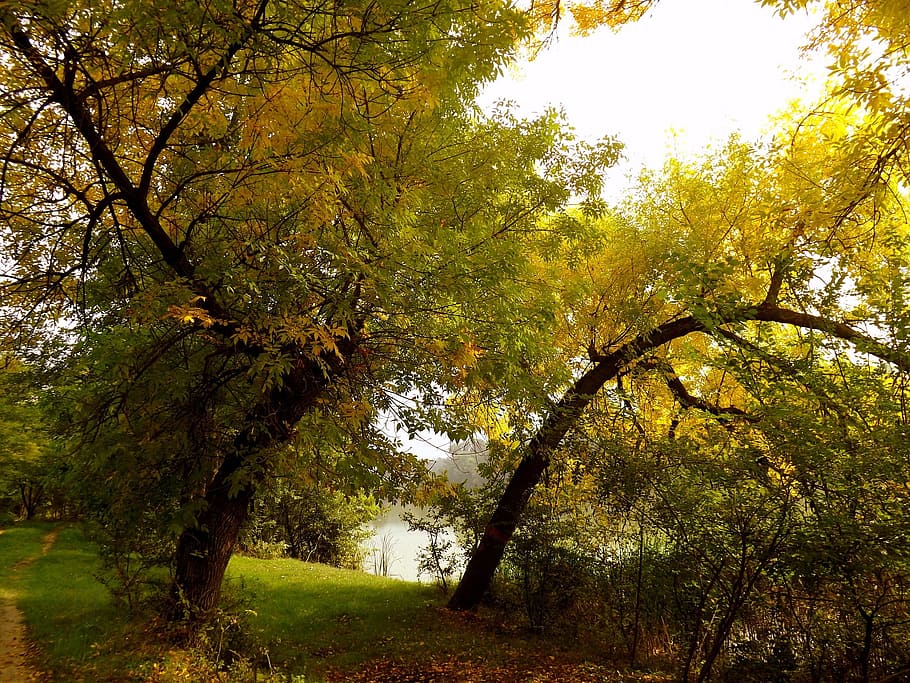 forest, tree, wood, fire, nature, leaf, plant, beauty in nature HD wallpaper