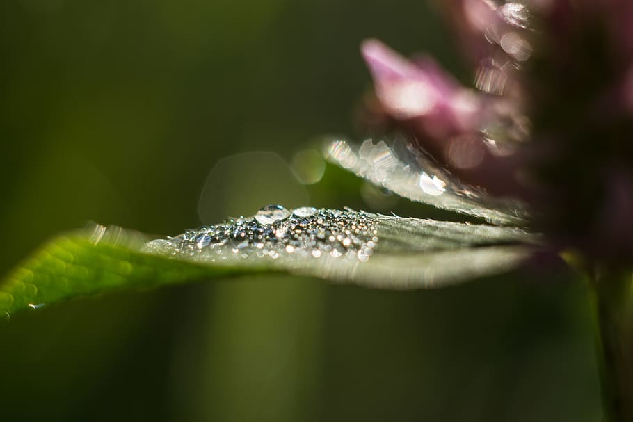 close-up, plant, selective focus, beauty in nature, fragility HD wallpaper