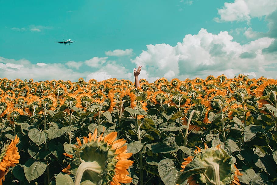 hand, sunflower, field, summer, blue sky, clouds, nature, farm HD wallpaper
