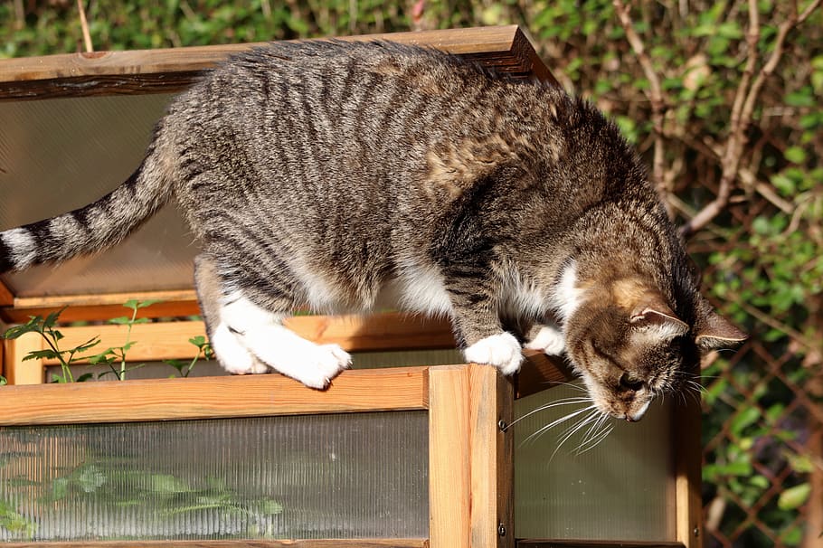 cat, mackerel, climb, pet, domestic cat, mammal, animal themes HD wallpaper