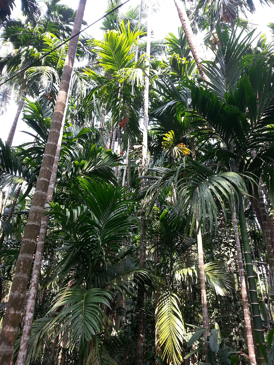 india, kerala, trees, spice farm, holiday, growth, plant, tropical climate HD wallpaper
