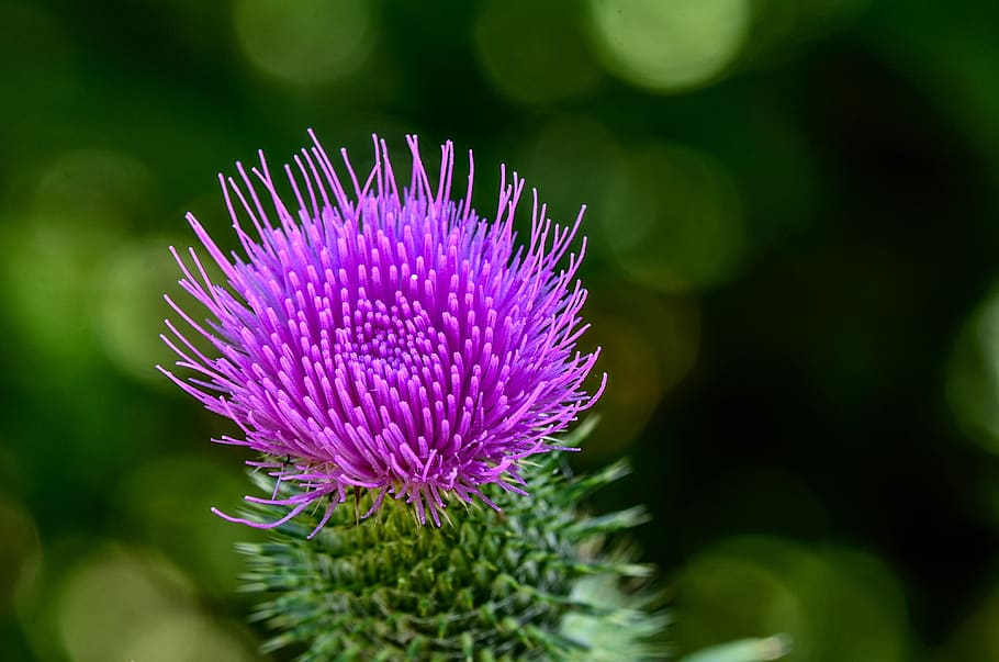 thistle, flower, plant, flora, spur, garden, violet, prickly HD wallpaper