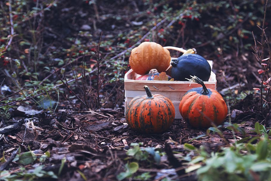 Autumn pumpkins in box on garden, food, food and drink, vegetable HD wallpaper
