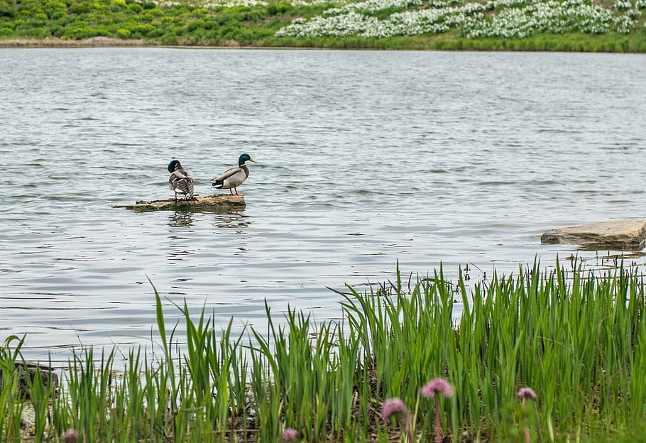 ducks, pond, log, grass, water, green, garden, plant, animal themes HD wallpaper